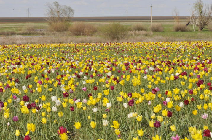 Фото предоставлено Саратовским областным отделением РГО