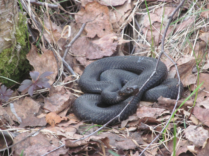 Гадюка. Фото: Асташин А.Е. Гадюка. Фото: Асташин А.Е.