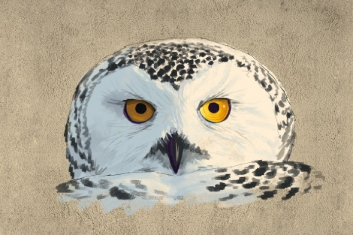 The sketch of the graffiti «The polar owl»