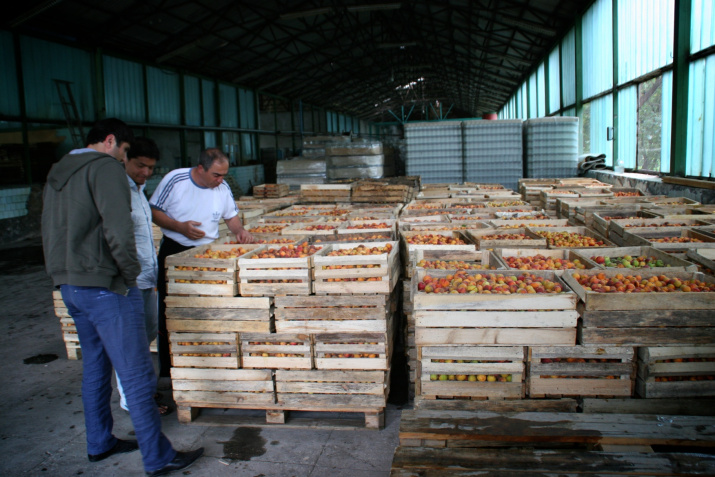 В помещении районного фруктохранилища. Фото предоставлено Дагестанским республиканским отделением РГО