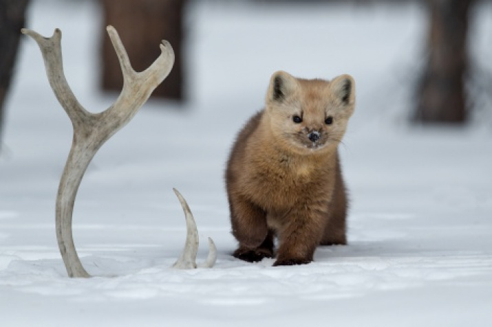 Photo by Sergey Gorshkov