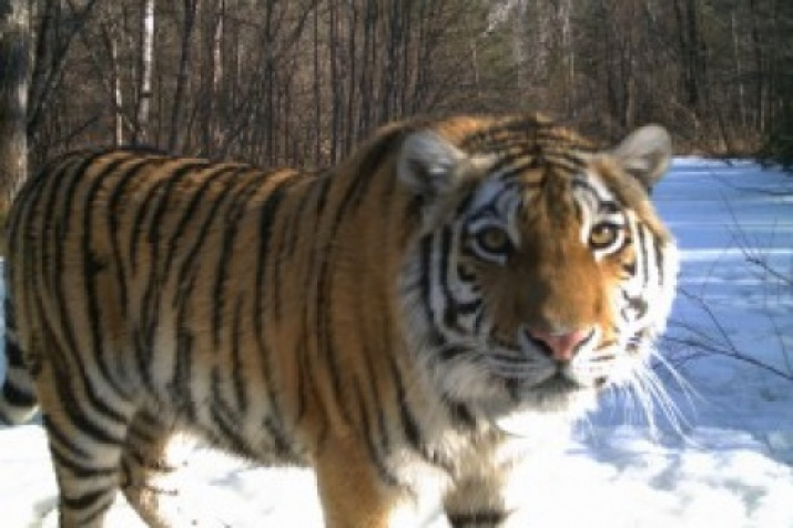 Zolushka (Cinderella). A cadre of the camera traps