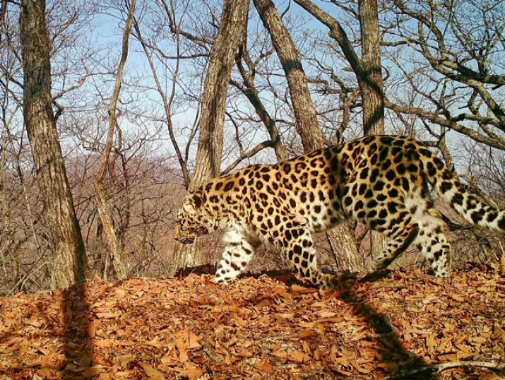 Фото предоставлено ФГБУ "Земля леопарда"