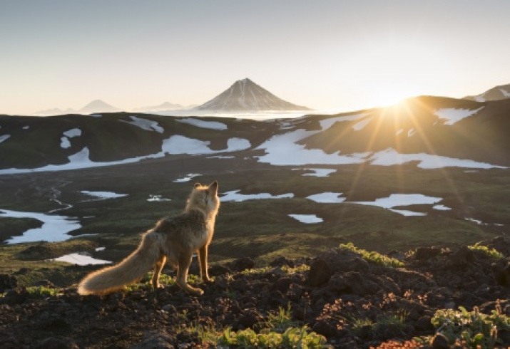 The wise fox is meeting the dawn. Photo by Alexander Zus, the finalist of the II-nd Photo contest of the Russian Geographical Society