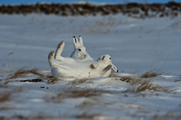 «Anecdote about the fox».  Photo by Vladimir Zavialov