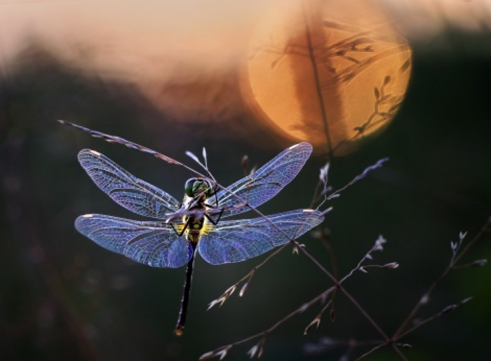 «See you tomorrow!» Photo by Valeriy Zverev