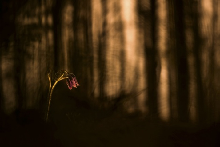 «Trapper of Light». Photo by Yevgeny Melnikov