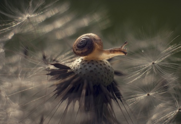 «A snail». Photo by Valery Tikhonov