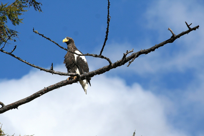 Белоплечий орлан – эндемик тихоокеанского побережья России. Фото авторов статьи.