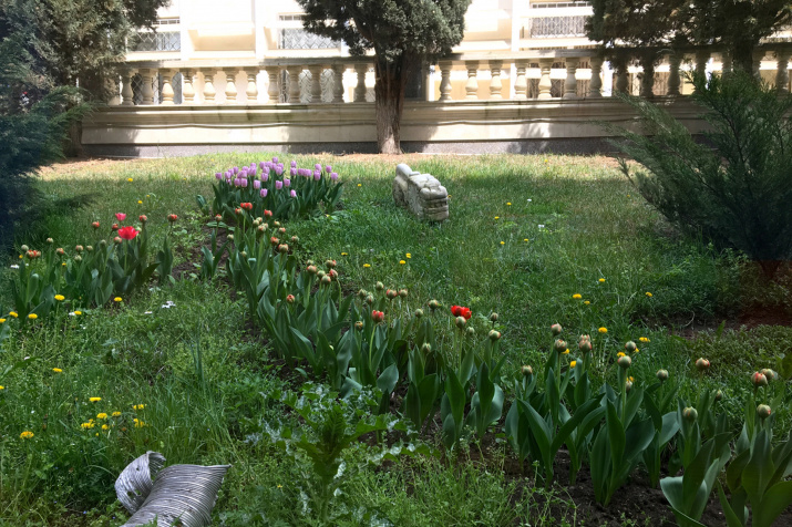 Тюльпаны на клумбе у Дома Дружбы. Фото Макензи Холланд