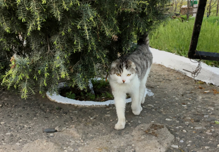И коты в Дагестане являются отменными борцами! Фото: Макензи Холланд