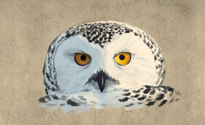 Sketch of graffiti "Polar Owl"