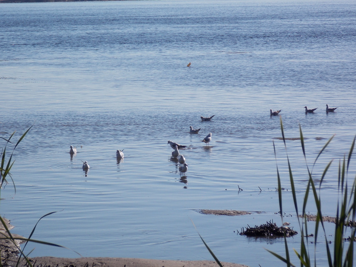 Речка Малыковка