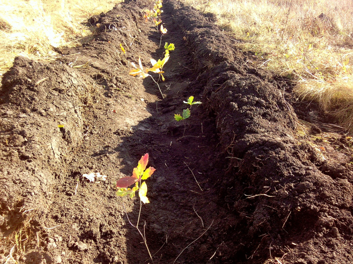 Участники акции высадили 4000 дубков. Фото: Олег Золотарев