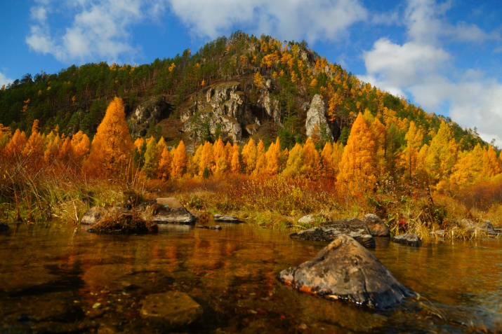 "Горящий" лес