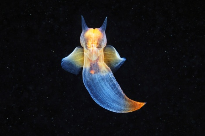The battle of sea angels and sea devils always ends with the defeat of the latter. Fabulously beautiful sea angels are dexterous hunters, and their only prey is another mollusk, for a dark color called a sea devil. Photo by Alexander Semyonov