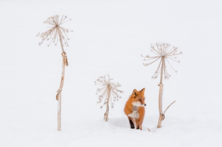 «Having hidden». Author Denis Budkov, the winner of the III photo contest of the Russian Geographical Society «the most beautiful country»