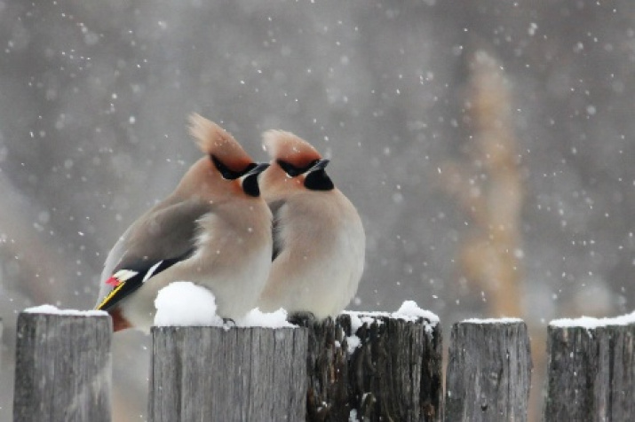 Waxwing birds have come back. Photo by: Tatyana Belyaeva. Second prize in the category: “Animal life of the Leningrad region”. 