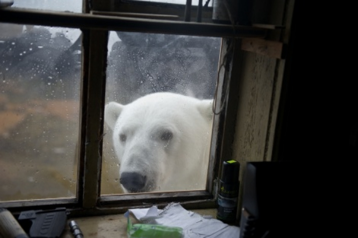 Wrangel Island. Photo by Sergey Gorshkov