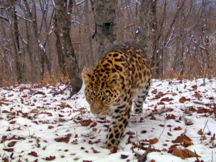 Land of the Leopard National Park: Number of Leopards Increased