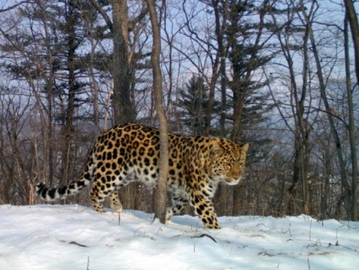 Leopard Valera. Photo provided by the Land of the Leopard National Park 