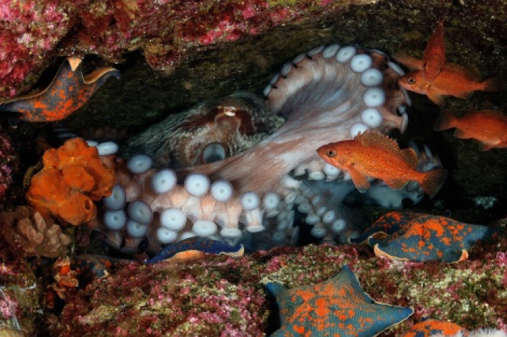 «Octopus and its environment». Author: Andrey Shpatak, the winner in the category «Underwater World”
