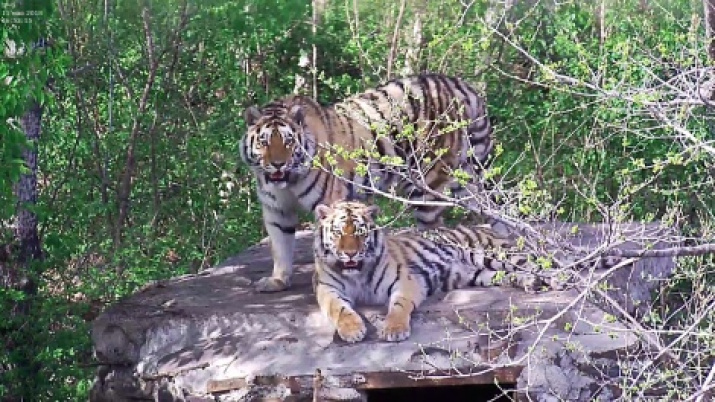 Photo was provided by the Center "Amur tiger"