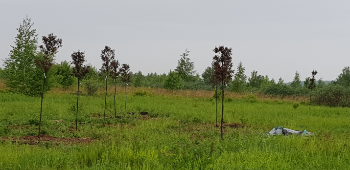 С.А. Соткина