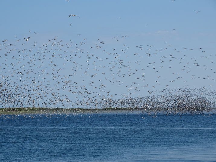 Массовые скопления птиц на побережье залива Счастья