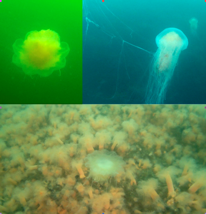 Стоп-кадры с камеры, закрепленной на шлеме водолаза, дают представление о медузах и их среде обитания