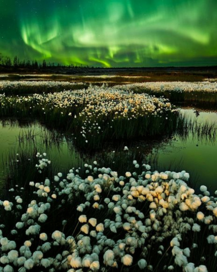 "Cotton Grass and Light". Photo: Igor Turovsky