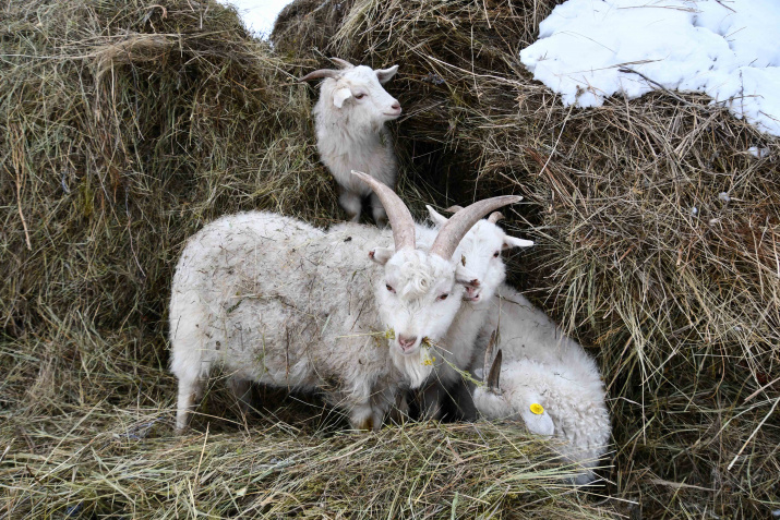 Новые обитатели Оренбургской Тарпании – пуховые козы – осваивают сеновал