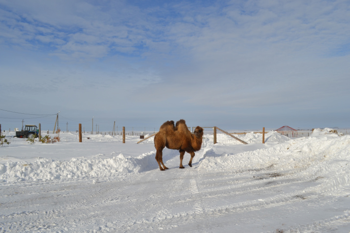 Верблюд на прогулке. Фото: Сергей Левыкин