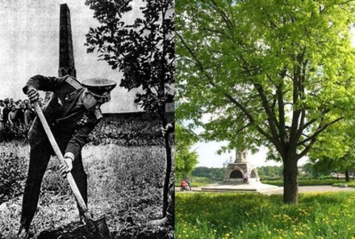 Посадка дубов в Вологде. Июнь 1965 года.