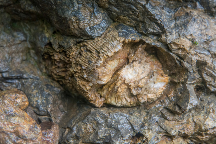 Камень с "палеонтологией". Фото: Валентин Смирнов