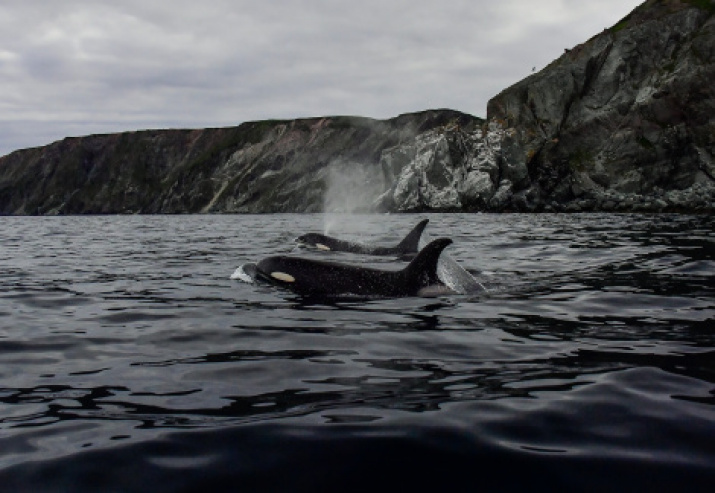 "Lords of the Ocean". Photo: Yuri Smithyuk