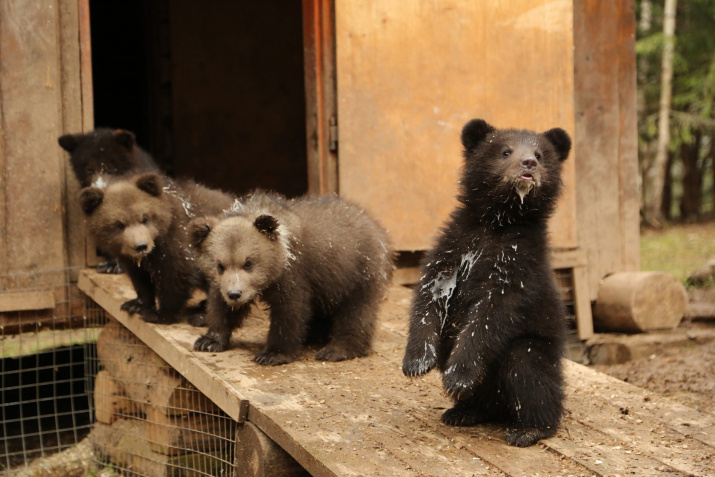 Фото предоставлено Центром спасения медвежат-сирот