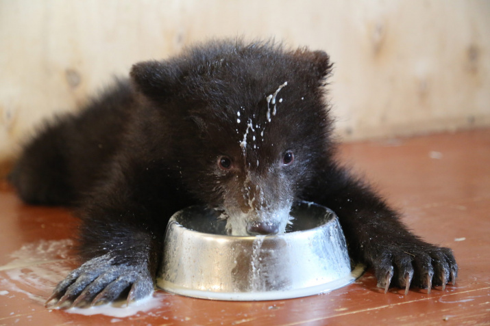 Фото предоставлено Центром спасения медвежат-сирот