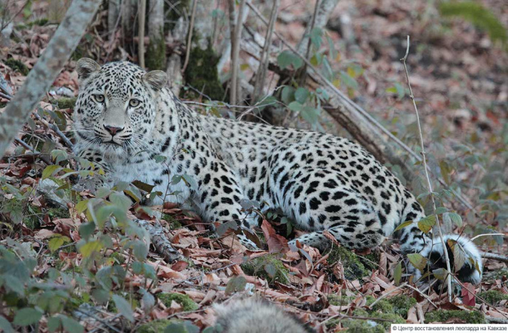 Фото предоставлено Центром восстановления леопардов на Кавказе