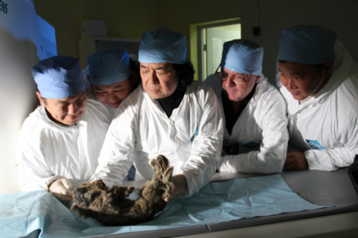 Studies of cave lion Boris. Photo courtesy of the Academy of Sciences of the Republic of Sakha (Yakutia)