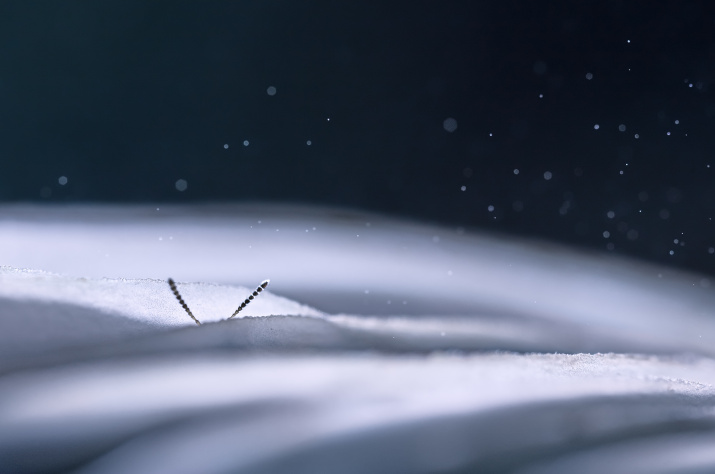 Снегопад. Фото: Валерия Зверева, участник фотоконкурса РГО "Самая красивая страна"