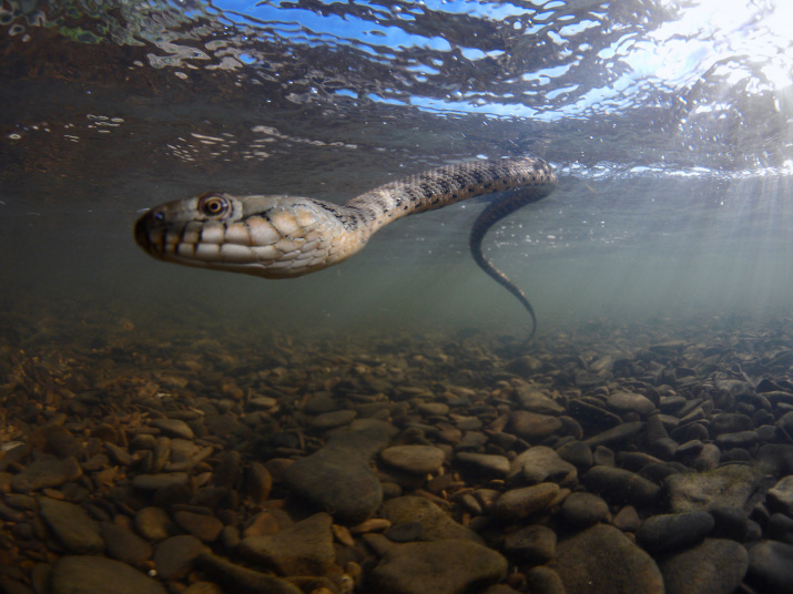 Водяной уж. Фото: Егор Никифоров