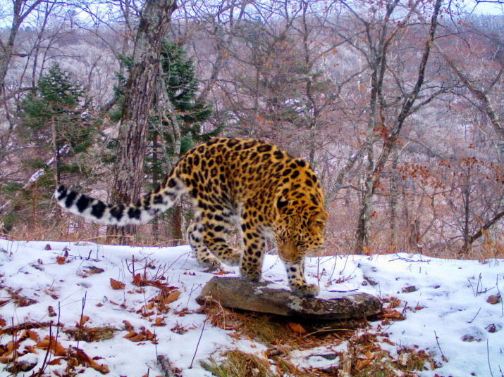 Дальневосточный леопард. Снимок фотоловушки нацпарка "Земля леопарда"