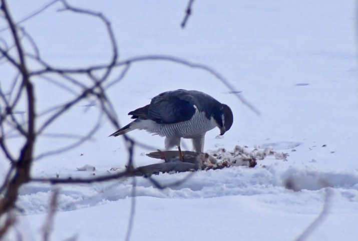 Автор фото: Элинор Пэйт