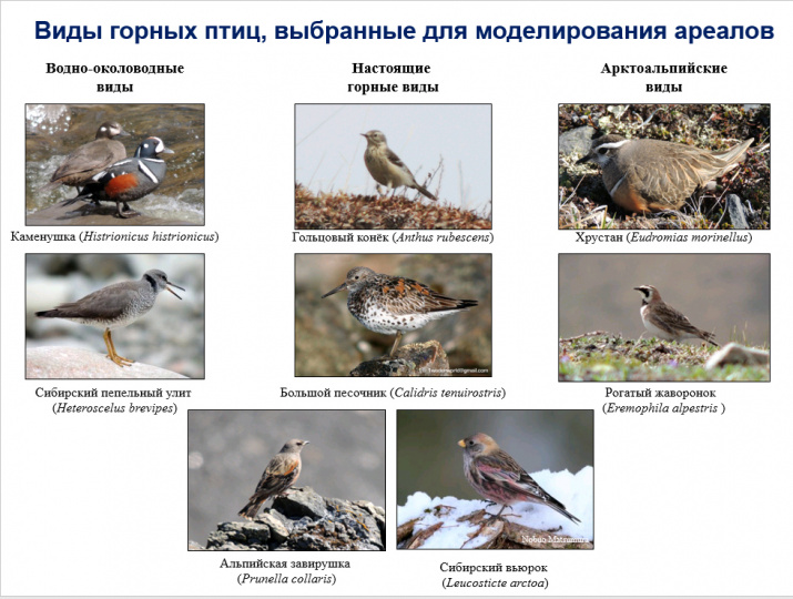 Виды горных птиц, выбранные для моделирования ареалов. Фото: пресс-служба МГУ