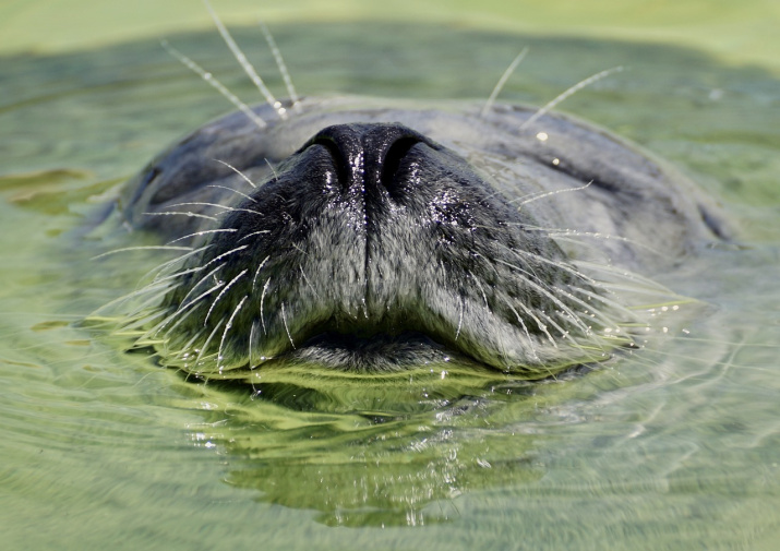 Фото: pixabay.com Фото: pixabay.com