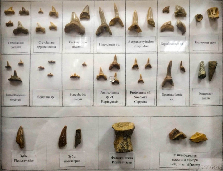 Коллекция останков морской фауны мелового периода