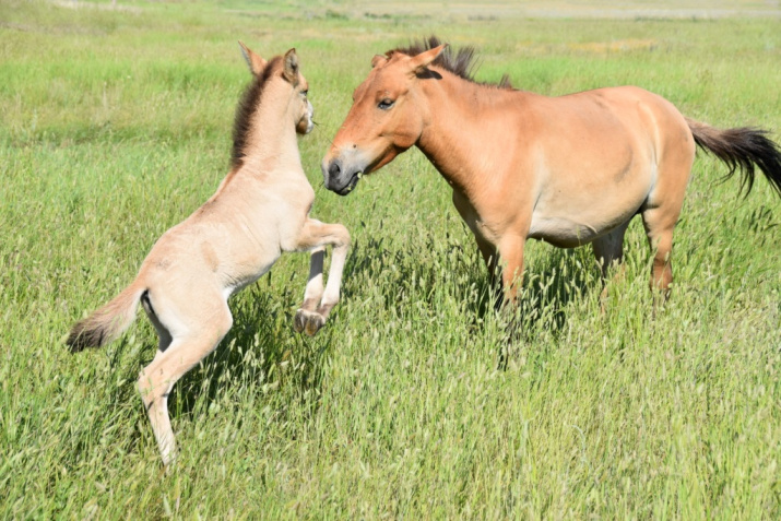 Лошадь Пржевальского с жеребёнком. «Оренбургская Тарпания», 2016 год