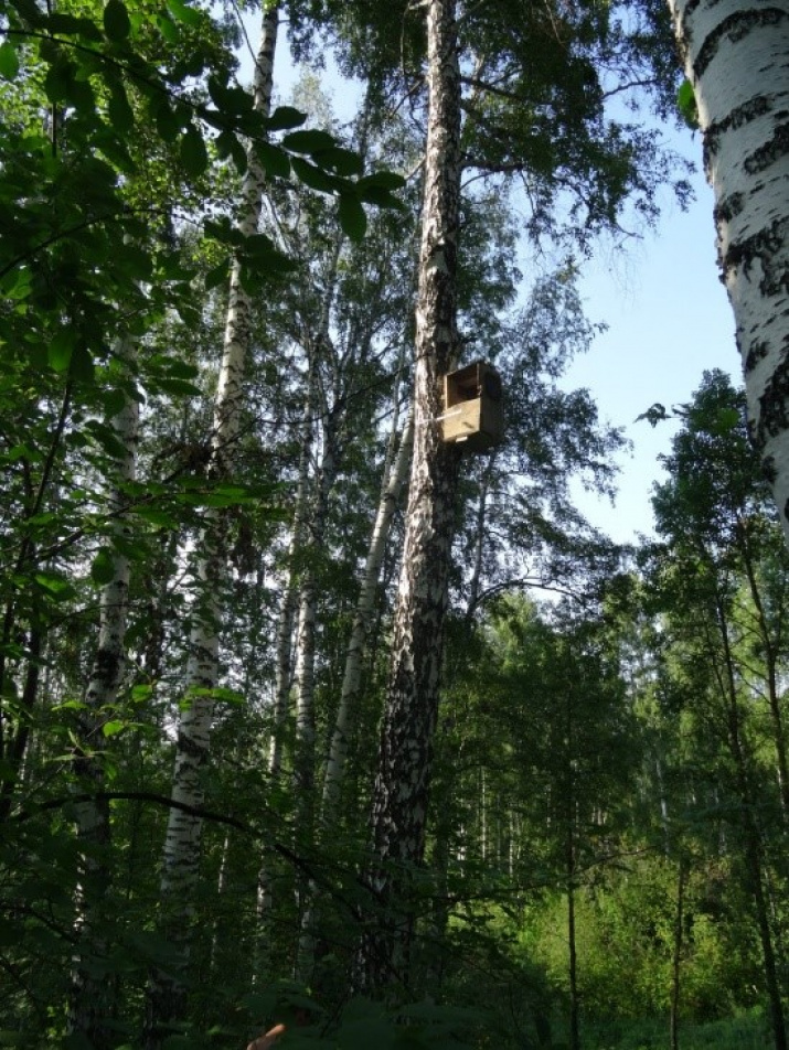 становленный совятник. Фото из архива группы "Поможем реке Издревая"