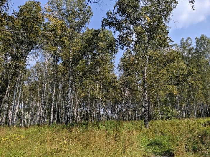 Берёзы в долине река. Фото из архива группы "Поможем реке Издревая"